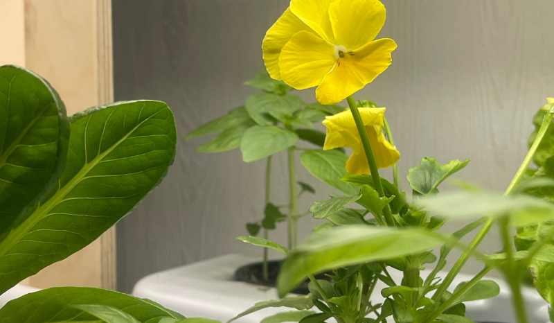 пищевые цветы