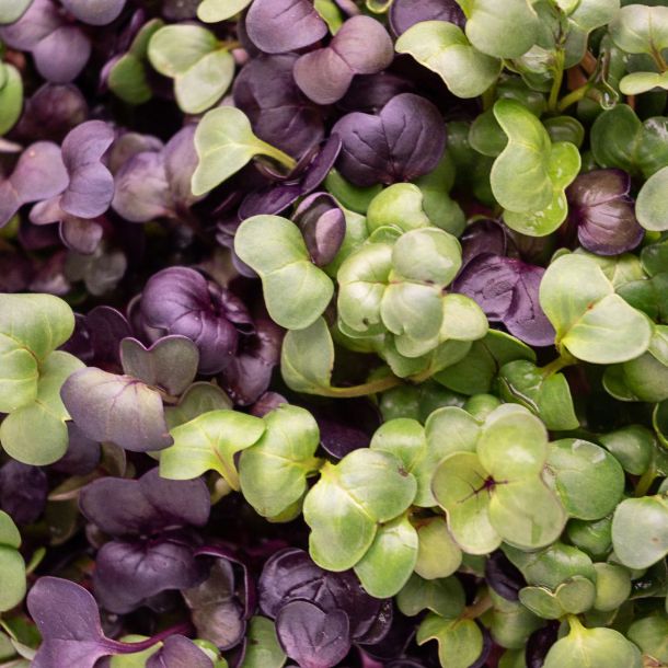 микрозелень редиса