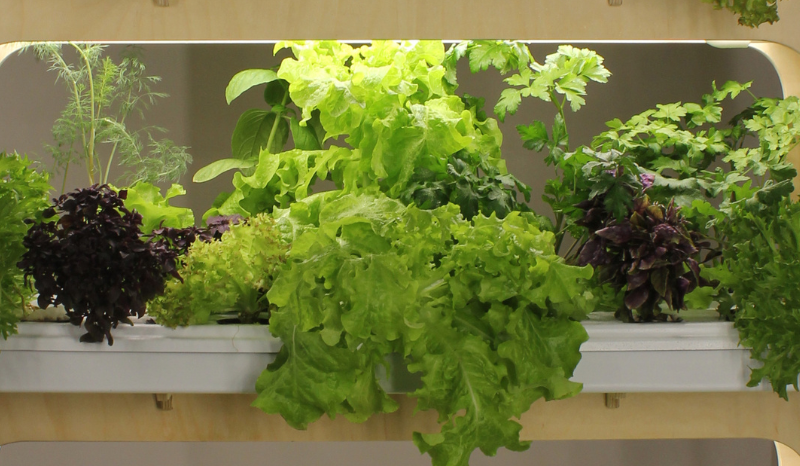 свежая зелень на стеллаже