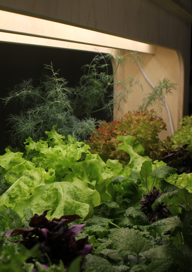 зелень на стеллаже для выращивания