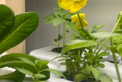 пищевые цветы