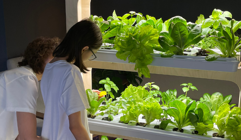 свежая зелень на стеллаже